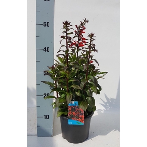 Lobelia Starship Scarlet