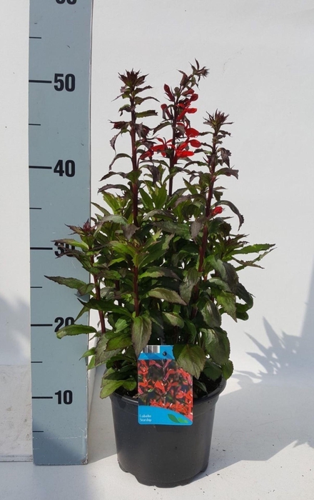 <h4>Lobelia Starship Scarlet</h4>