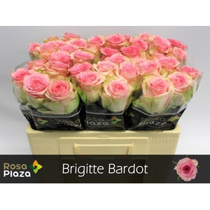 Rosa large brigitte bardot