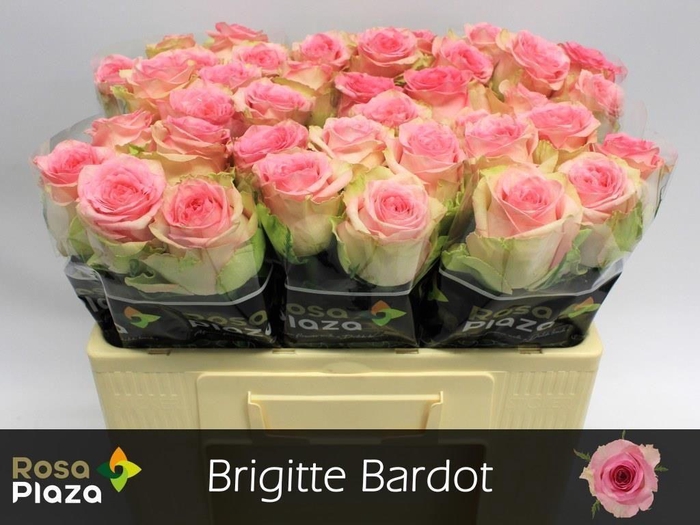 <h4>Rosa large brigitte bardot</h4>