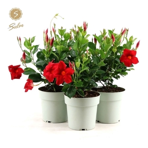 Mandevilla Red P15