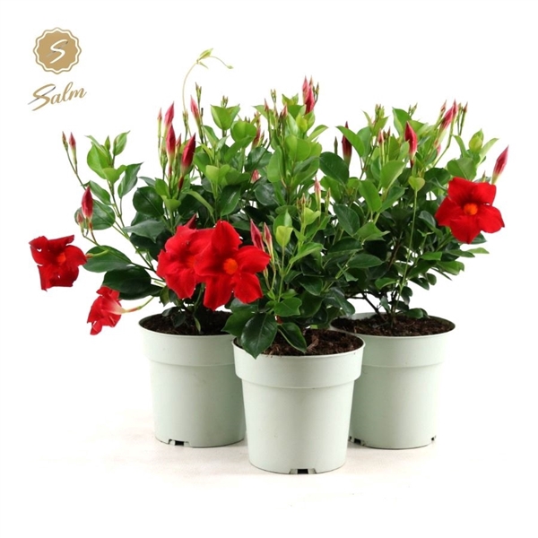 <h4>Mandevilla Red P15</h4>