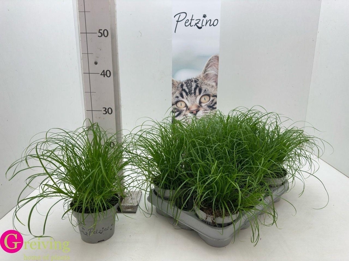 <h4>CYPER ALT ZUMULA</h4>