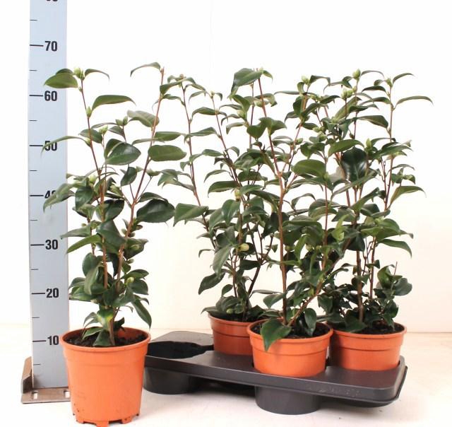 <h4>Came Japonica</h4>