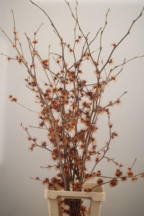 <h4>HAMA JELENA</h4>