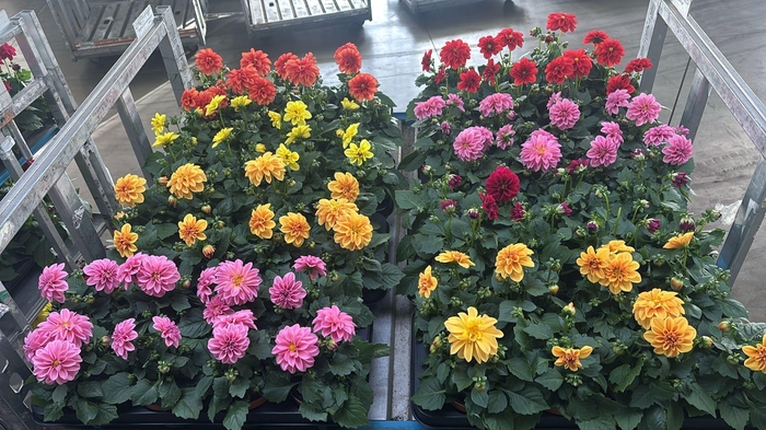 <h4>DAHLIA MIXK 5 KL</h4>