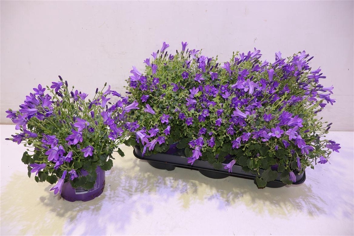 <h4>Camp Por Campa Nina</h4>