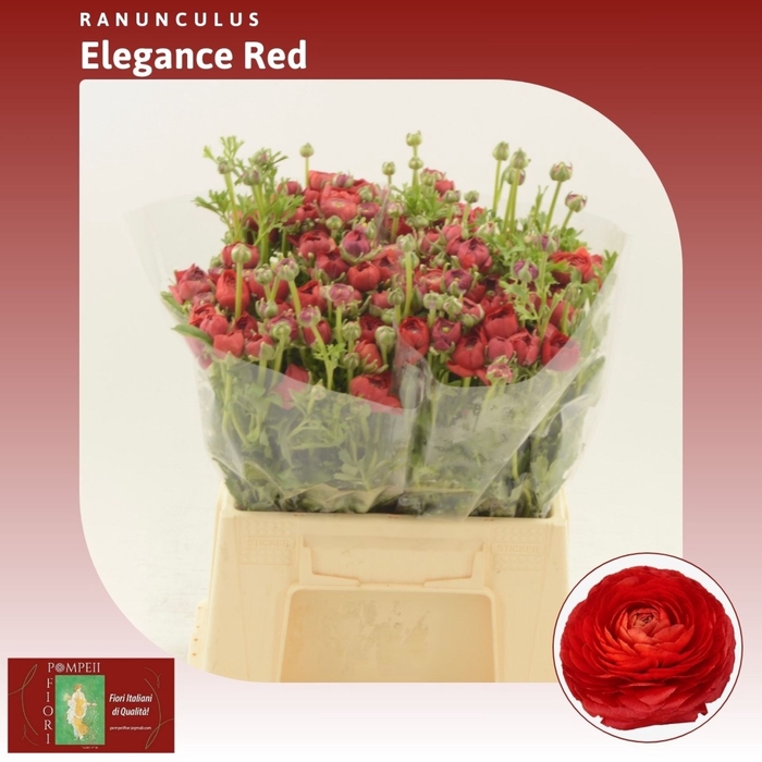 <h4>Ranunculus Elegance Red</h4>