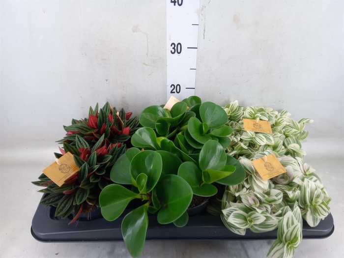 <h4>Planten  ..mix</h4>