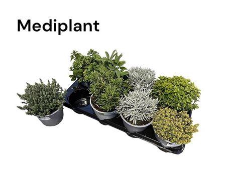 <h4>** Tuinkruiden Gem * Winterpromo *</h4>