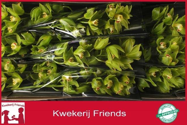 <h4>CYMB T GREEN GIANT</h4>