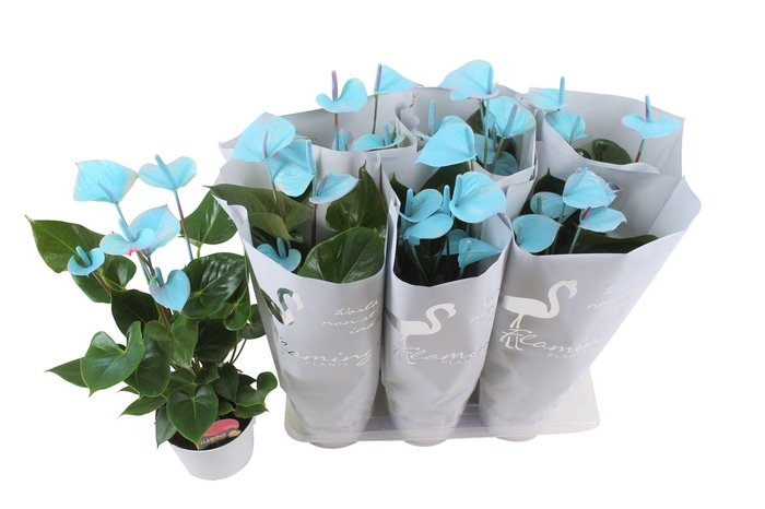 <h4>Anthurium Flamingo Blauw 17cm (24 uur besteltijd)</h4>