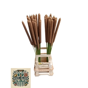 TYPHA LATIFOLIA