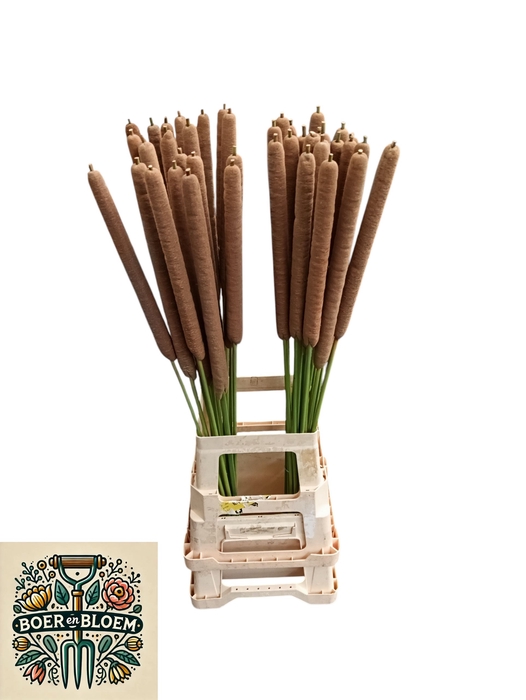 <h4>TYPHA LATIFOLIA</h4>