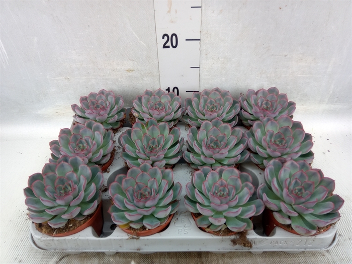 <h4>Echeveria  'Hercules'</h4>