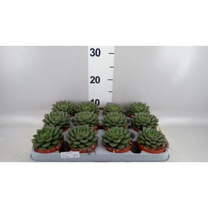 Echeveria   ...
