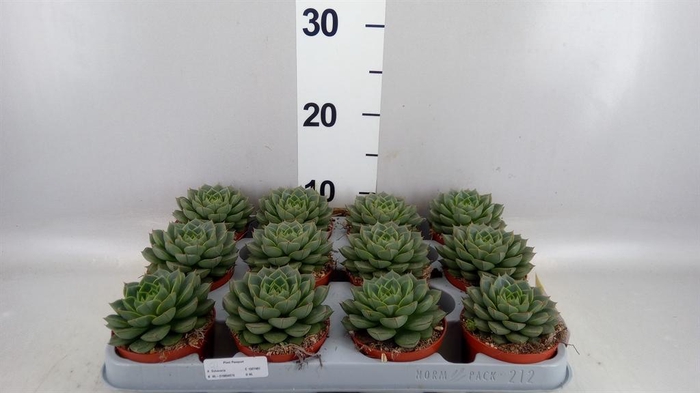 <h4>Echeveria ...</h4>