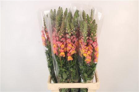 <h4>Antirrhinum It. Orange Ex</h4>