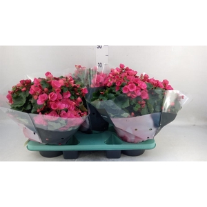 Begonia elat. EN 'Betulia Pink'