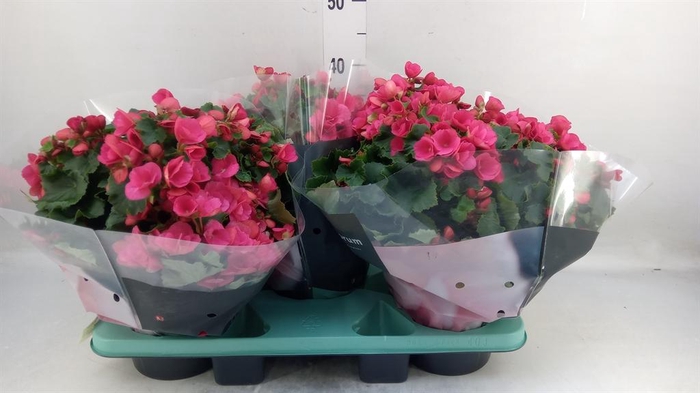 <h4>Begonia elat. EN 'Betulia Pink'</h4>