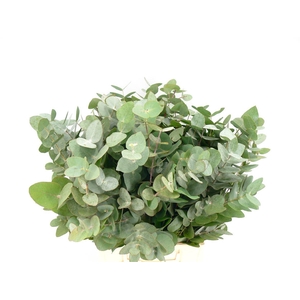 Euca Cinerea Kort (200gram)