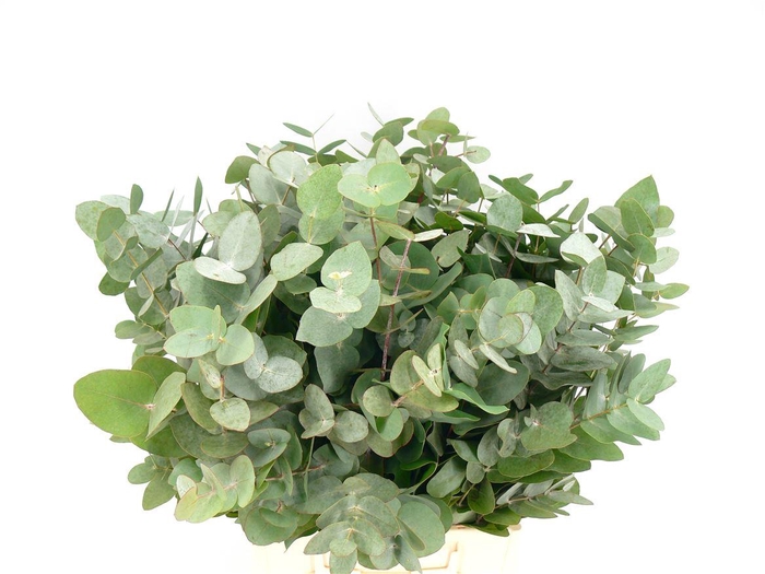 <h4>Euca Cinerea Kort (200gram)</h4>