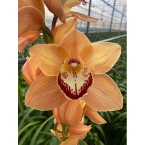 CYMB T MI BR ARANCIA x10