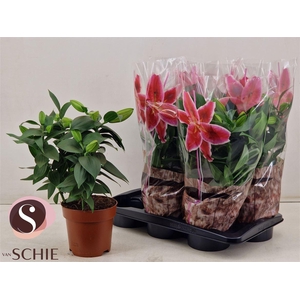 Lilium Oriental Grp 'Reeleeze'