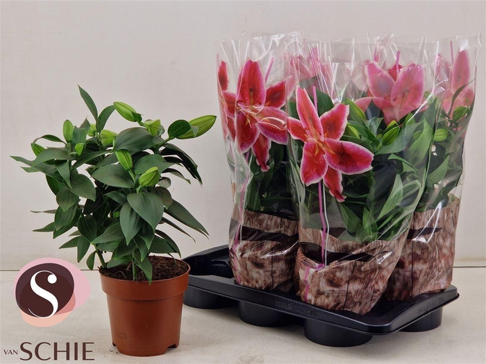 <h4>Lilium Oriental Grp 'Reeleeze'</h4>