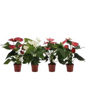 Anthurium 4 color mix transparant sleeve