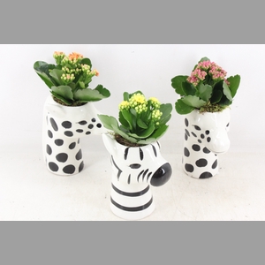 arr2 PL - Ker. zebra/giraffe mix Kalan.