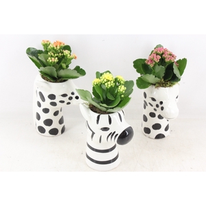 arr2 PL - Ker. zebra/giraffe mix Kalan.