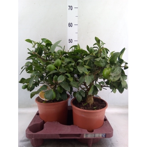 Citrus meyeri 'Meyer'
