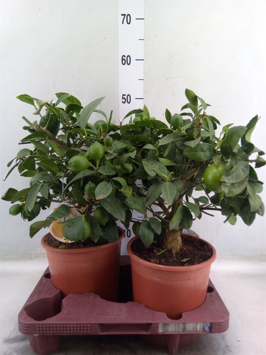 <h4>Citrus meyeri 'Meyer'</h4>