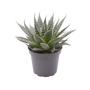 ALOE ARISTATA P6 ARISTATA