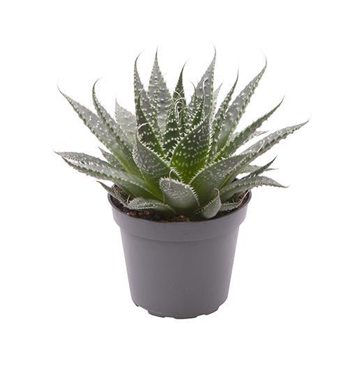 <h4>ALOE ARISTATA P6 ARISTATA</h4>