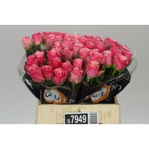 Rosa Gr Ramonda