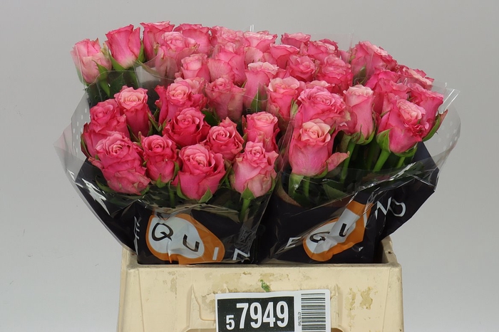 <h4>Rosa Gr Ramonda</h4>