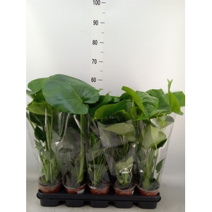 Monstera delic.