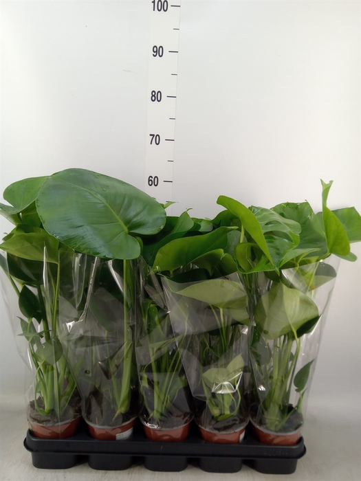 <h4>Monstera delic.</h4>