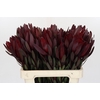 Leucadendron Saf Sunset Dark Red