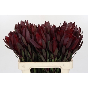 Leucadendron Saf Sunset Dark Red