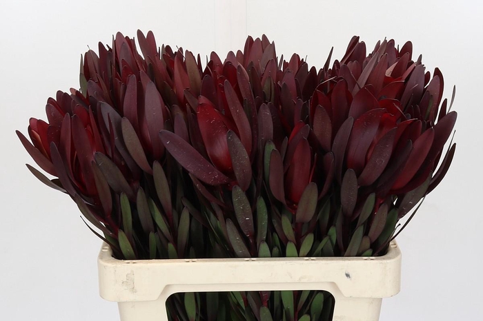 <h4>Leucadendron Saf Sunset Dark Red</h4>