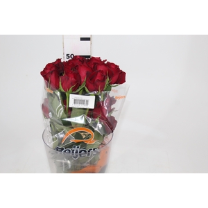 ROSA SAMOURAI 050 CM ESTUFA