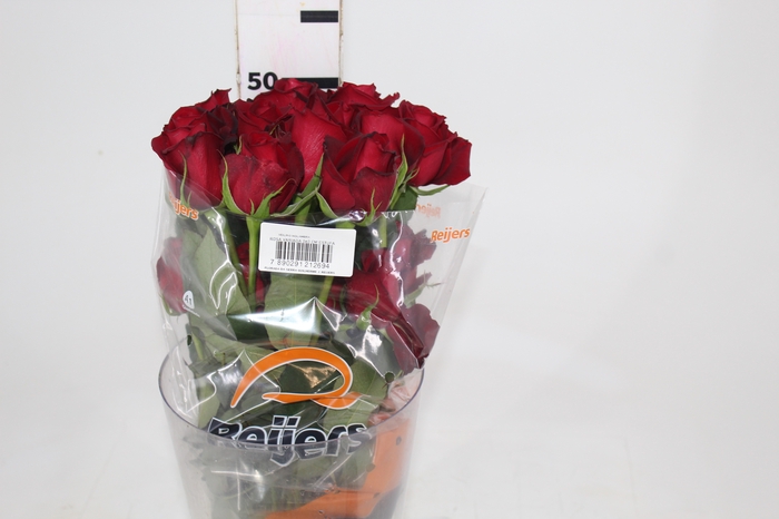 <h4>ROSA SAMOURAI 050 CM ESTUFA</h4>