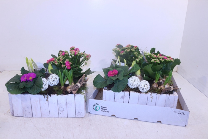 <h4>Arr Pl In Schaal</h4>