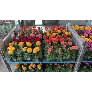 DAHLIA MIXK 5 KL
