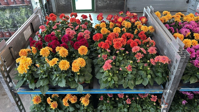 <h4>DAHLIA MIXK 5 KL</h4>