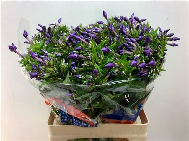 <h4>PHLOX P VAN GOGH</h4>