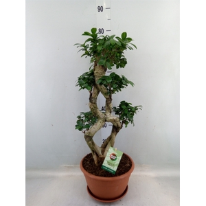 Ficus microcarpa 'Ginseng'